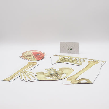 Human body magnetic d'occasion LEARNING RESOURCES - Dès 5 ans | Ref 13981