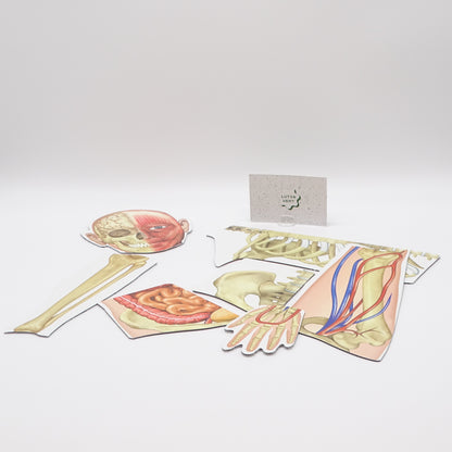 Human body magnetic d'occasion LEARNING RESOURCES - Dès 5 ans | Ref 13981